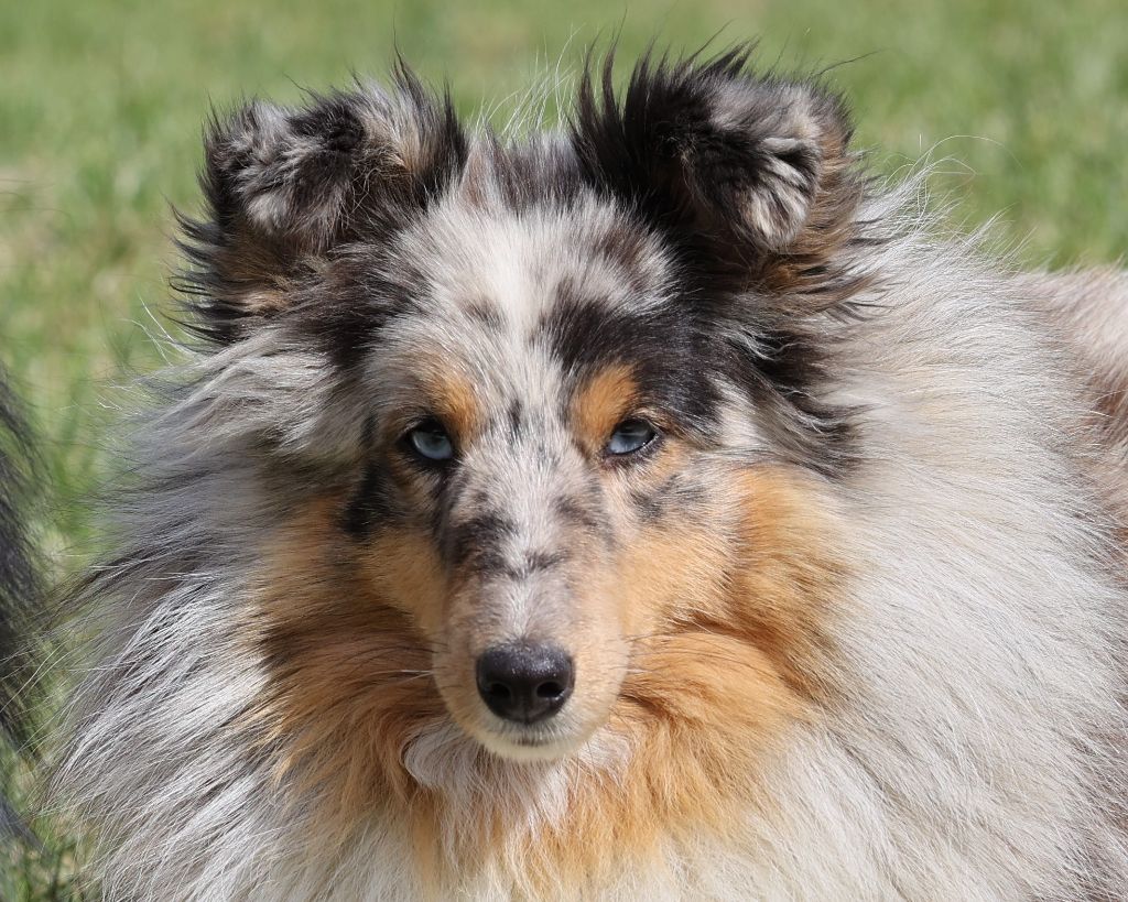 Taya la bleue Du Petit Berger Sympa