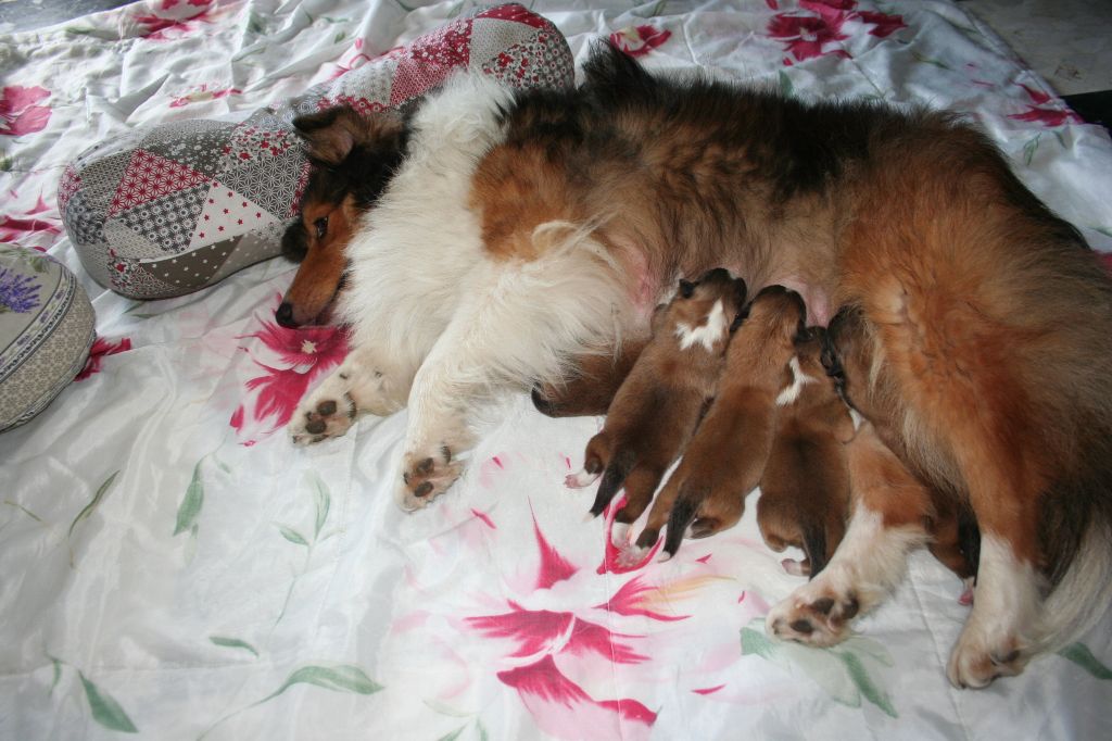 Du Petit Berger Sympa - Naissance le 27 aout 2018