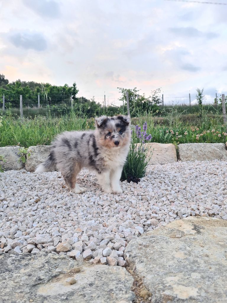 Taya la bleue Du Petit Berger Sympa