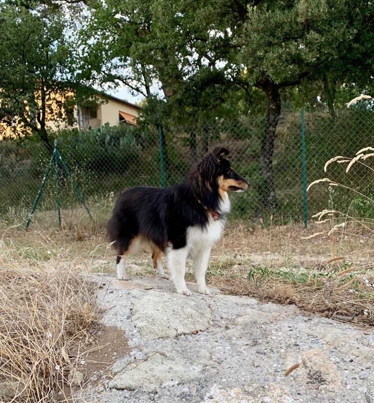 Poupie la princesse Du Petit Berger Sympa