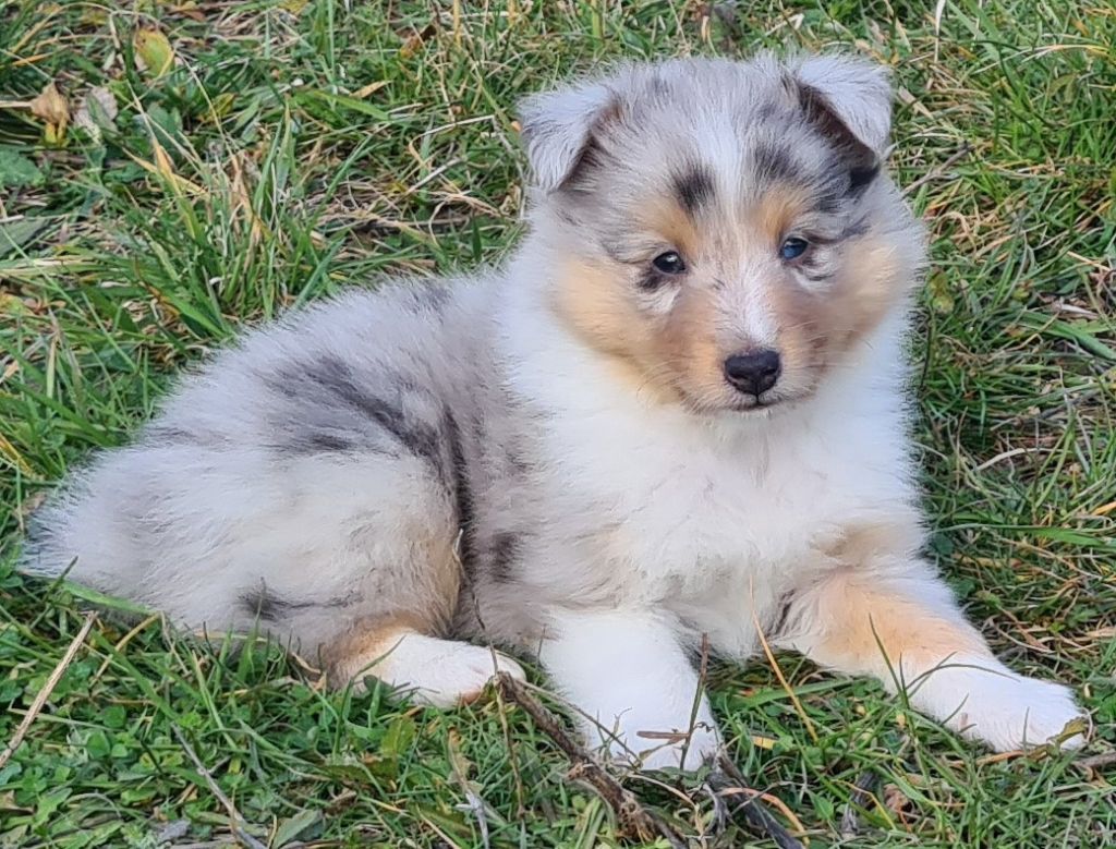 CHIOT DISPONIBLE SUITE DESISTEMENT