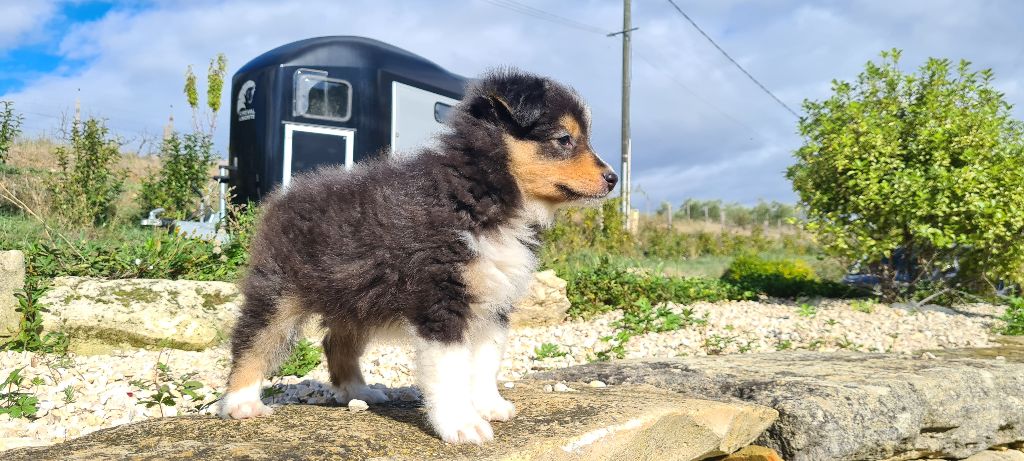 Du Petit Berger Sympa - CHIOT DISPONIBLE