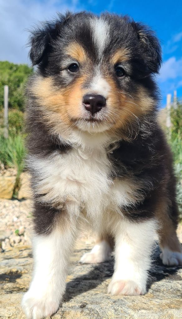 Du Petit Berger Sympa - Chiots disponibles - Shetland Sheepdog