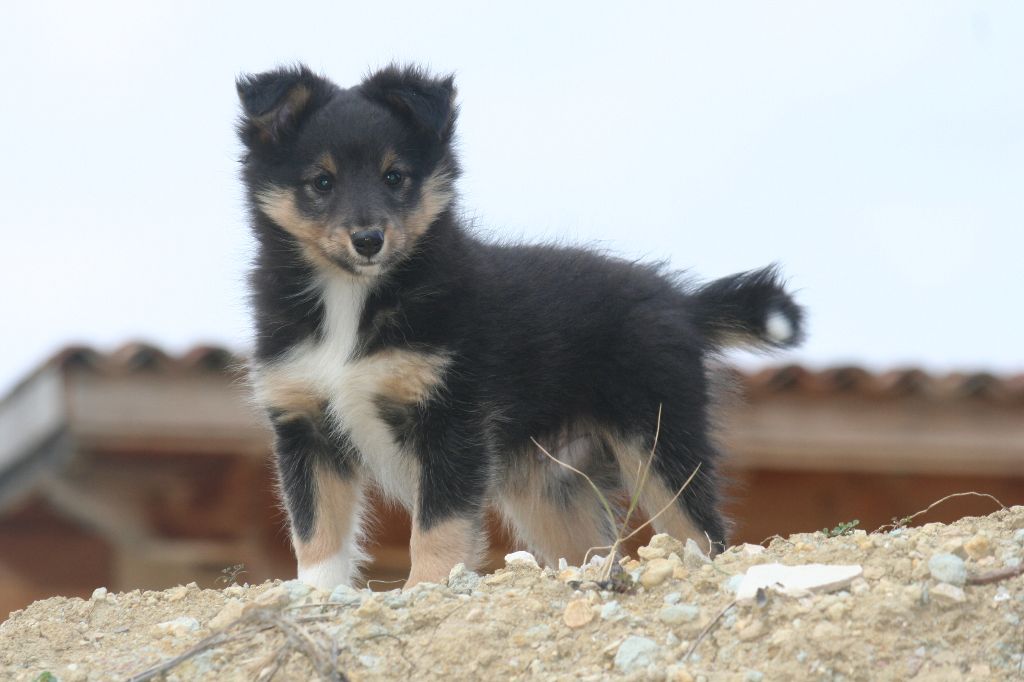 Chiot Shetland Sheepdog Du Petit Berger Sympa